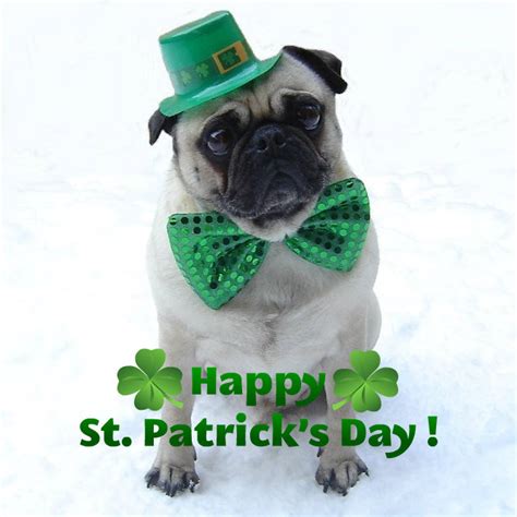 Pug St. Patrick's Day Dog - Animals Photo (33877679) - Fanpop