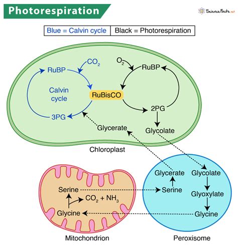 Photorespiration: Definition, Process, and Mechanism