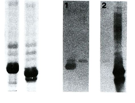 A. Scheme of the Na,K-ATPase ill and f12 subunit isoforms, showing ...