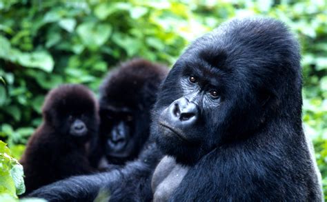 Mountain gorilla families in Virunga national park Congo | Gorilla Family