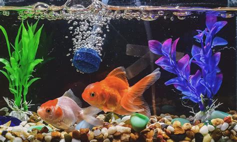 Top 10 Aquatic Pet Shops in KL & Selangor