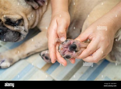 A person showing the toe of a French bulldog with skin disease caused ...