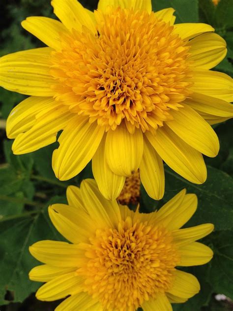 Photo of the bloom of Dwarf Perennial Sunflower (Helianthus 'Happy Days ...