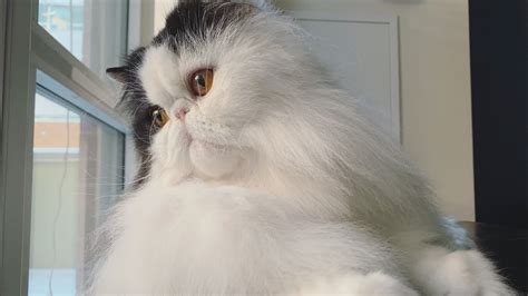 Persian cat grooming - YouTube