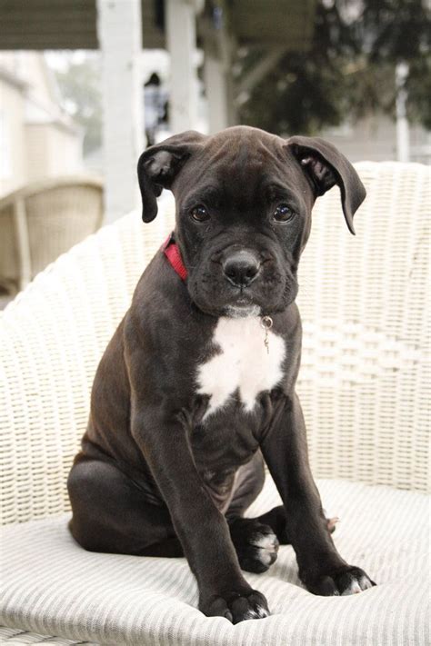 Pitbull Boxer Mix Puppies For Sale California - SAERLS