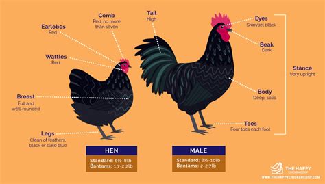 Black Australorp Chicks Characteristics