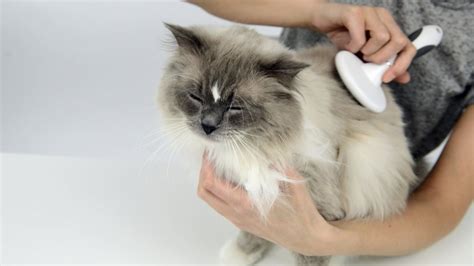 Persian Cat Grooming Kit - Pets Lovers