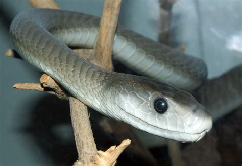 8 Images Black Mamba Facts For Kids And View - Alqu Blog