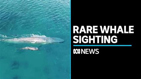 Pygmy blue whale spotted off southern WA coast - ABC News