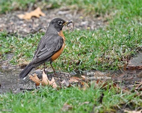 Wild Robin Getting Nesting Materials High-Res Stock Photo - Getty Images