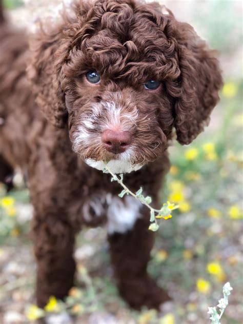 Chocolate Miniature Labradoodle Puppies For Sale