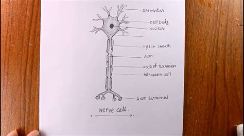 How TO Draw Nerve Cell/Diagram Of A Neuron/Neuron Diagram - YouTube