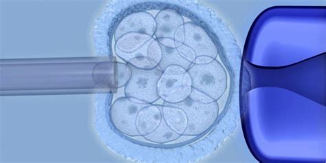 Embryonic Stem Cells - Definitions, Uses, and Limitations