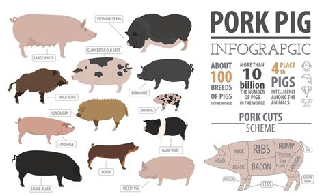 Hampshire Pigs: Complete Breed Guide - Northern Nester Hampshire Pig ...