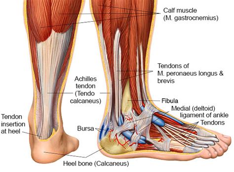 Ligaments and Tendons – Bioactive Collagen Peptides