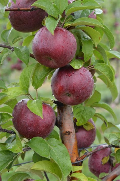 How about them apples? Picking season looks great at Mass. orchards