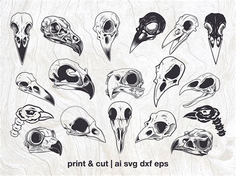 Bird Skull Drawing