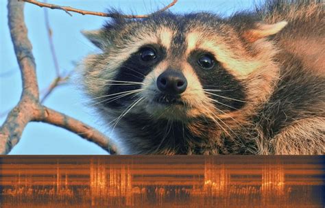 Raccoon Fight | Music of Nature