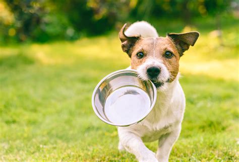 Should Dogs Eat All Their Food At Once