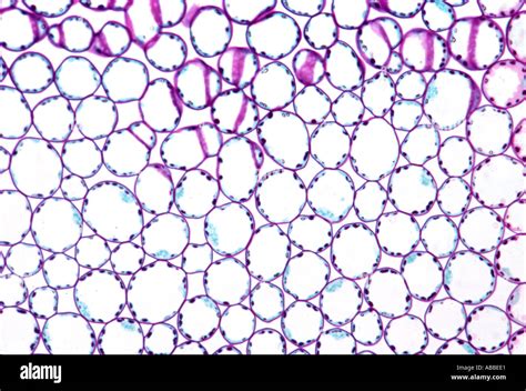 Palisade Cell Microscope