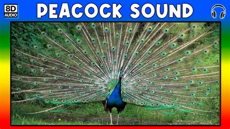 🦚 PEACOCK SOUND - PEACOCK SOUND EFFECT - SOUND OF PEACOCK - NOISE OF ...