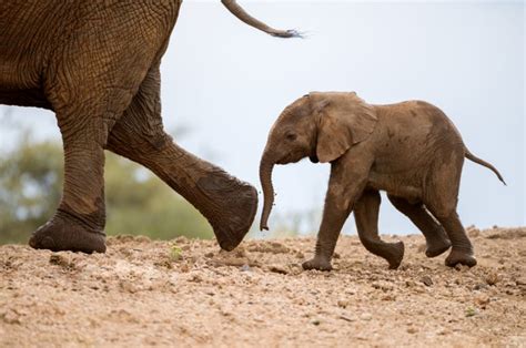 224 Adorable Baby Elephant Names for Your Little Jumbo - Animal Hype