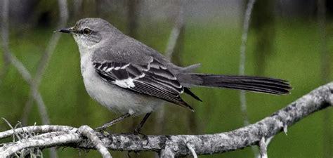 Mockingbird Spiritual Meaning, Symbolism and Totem | Explained