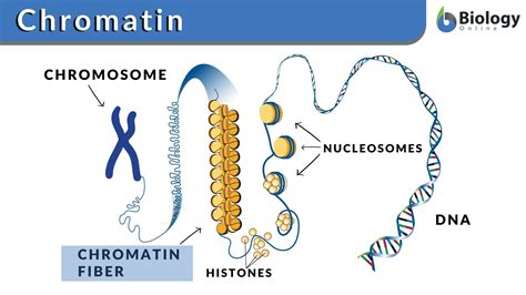 Eukaryotic Chromosome Structure Chromatin Chromatid Dna Condensation