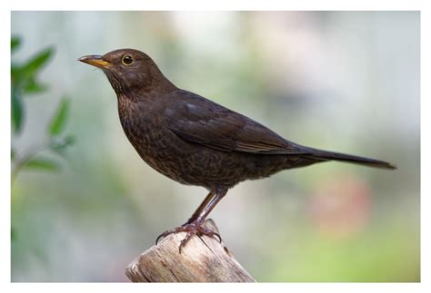 Female blackbird by Shedboy | ePHOTOzine