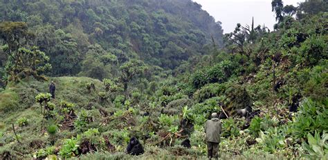 Rare conservation win: Mountain gorilla population ticks up | AP News