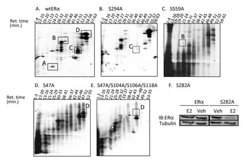 Mutation of serine residues to alanine eliminates specific ...