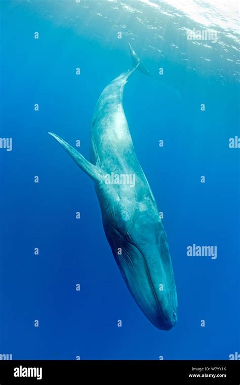 Pygmy blue whale hi-res stock photography and images - Alamy