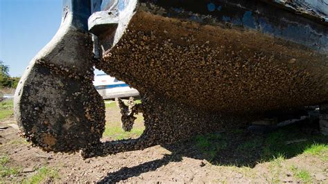 How Do You Prevent Barnacles on a Boat? - EFC - Electronic Fouling Control