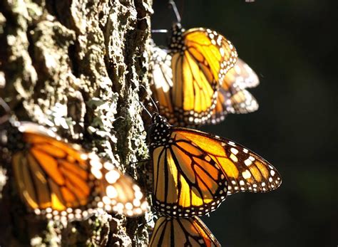 eScienceCommons: Mystery of monarch migration takes new turn