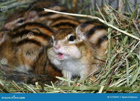 Chipmunk as a pet stock image. Image of woods, wildlife - 1274341