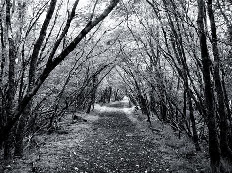 WELBORNE – Black and White forest path-1