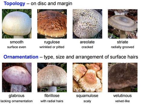 Mushroom Identification Guide Pdf