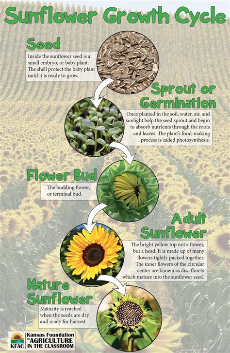 Sunflower Growth Stages | Kansas Agriculture in the Classroom