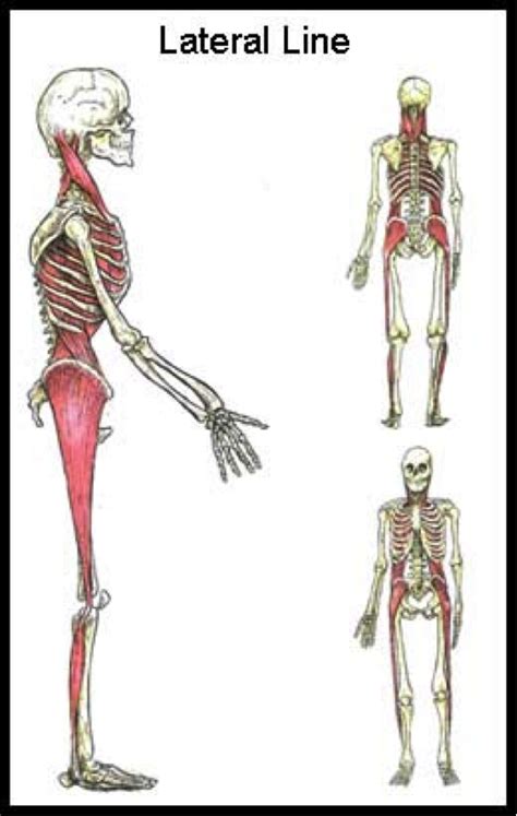 Lateral Line - Anatomy Trains - MiguelAragoncillo.com