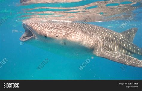 Whale Shark Swimming Image & Photo (Free Trial) | Bigstock