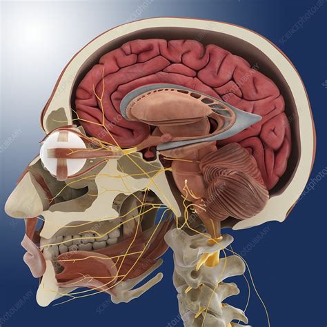 Head anatomy, artwork - Stock Image - C014/5176 - Science Photo Library