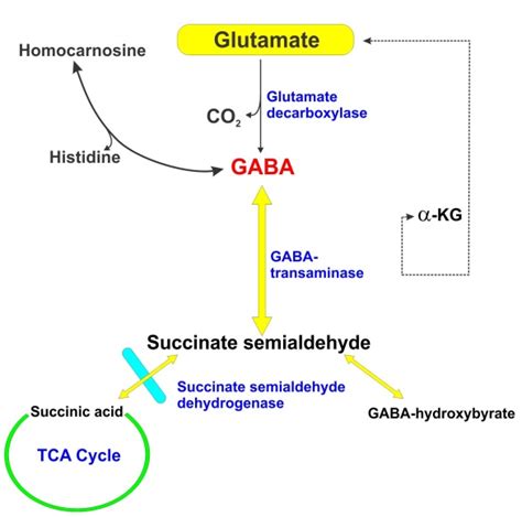 Role and Function of Dehydrogenases in CNS and Blood-Brain Barrier ...