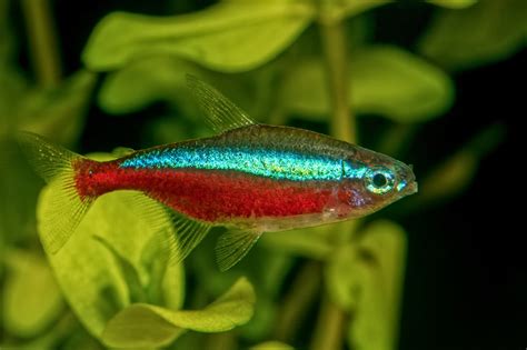 Types of tetra fish diseases and how to treat them - fish-hobbyist