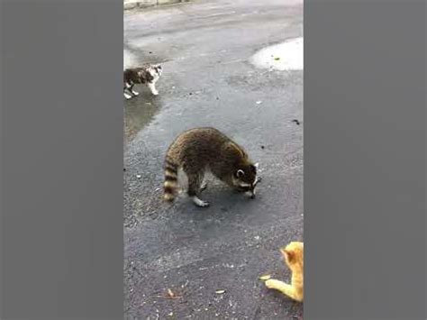 Fight raccoon vs cat - YouTube