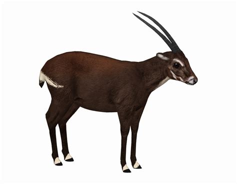 How to save the Saola - Conservation Articles & Blogs - CJ