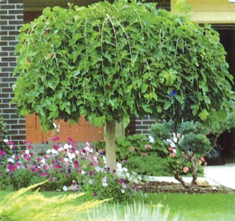 Weeping Mulberry Stdfruiting | Garden yard ideas, Wildlife gardening ...