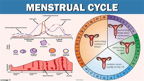 Reproductive System 707