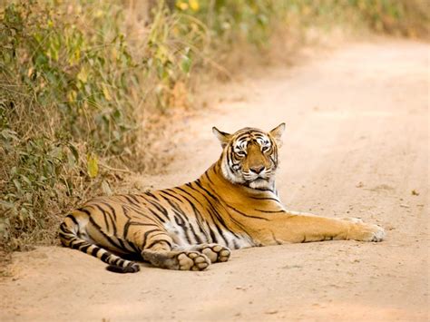 Rajasthan Wildlife Tour package 10 nights - Golden Triangle Holiday