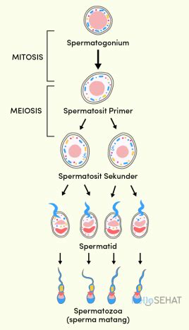 Spermatogenesis, Proses Pembentukan Sel Sperma - Hello Sehat