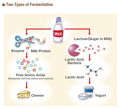 What Are the Two Main Types of Fermentation